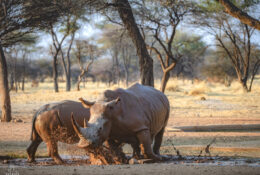 Botswana (24/52)